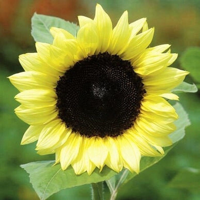 25 Lemon Queen Sunflower Seeds