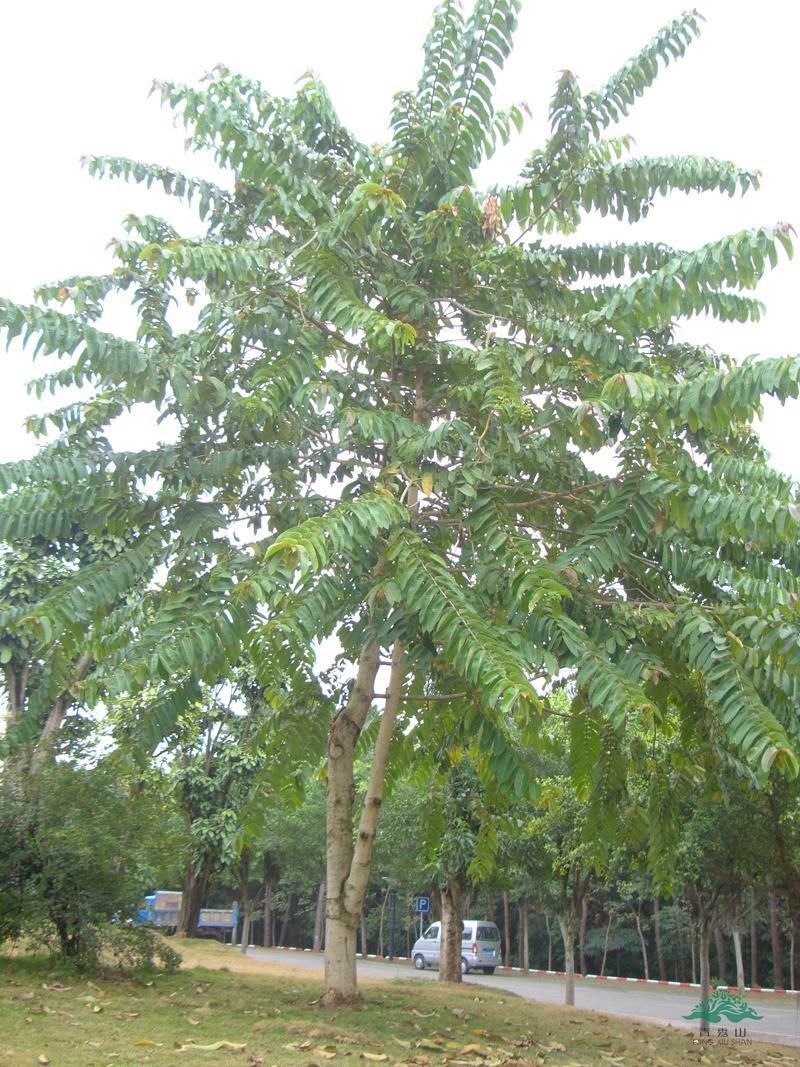Duabanga Grandiflora Tropical Tree 100+ Seeds, Large Flowers