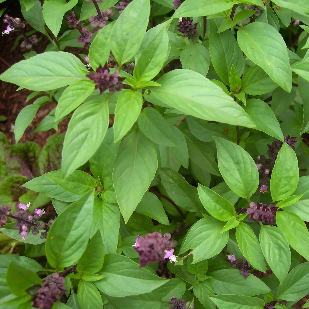 Fresh Sweet Large Leaf Thai Basil Seeds | Heirloom | Non-GMO | Asian Herb Seeds