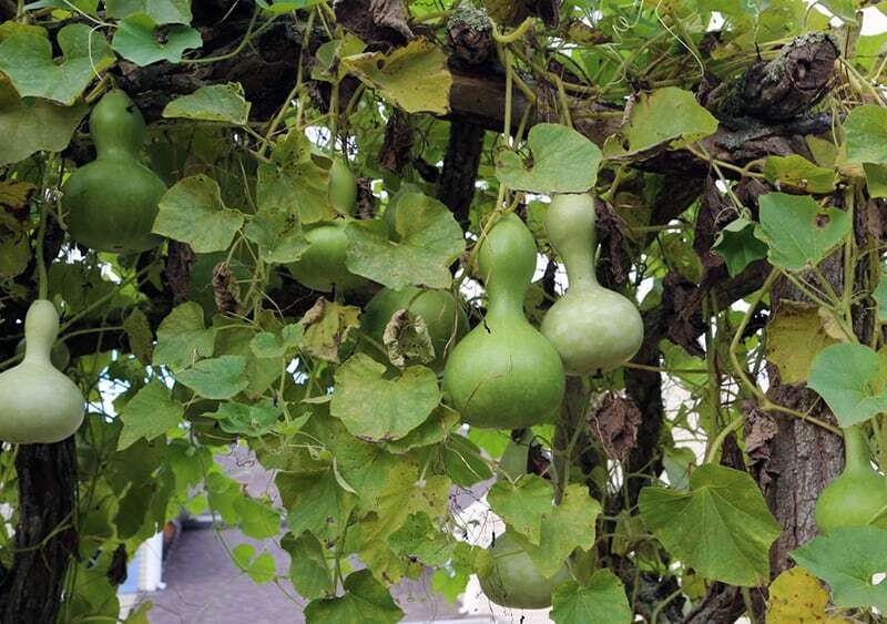 Gourds Seeds – Birdhouse – Heirlooms – 2.grams