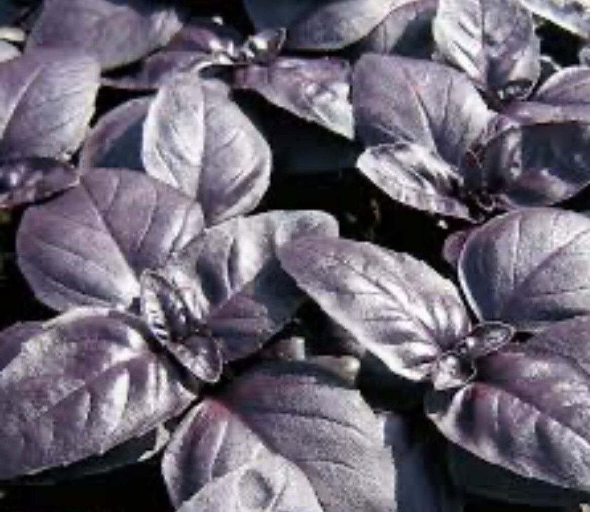 50 Red Rubin Basil seeds/ Dark Purple Italian Basil/ Organic/ Free shipping