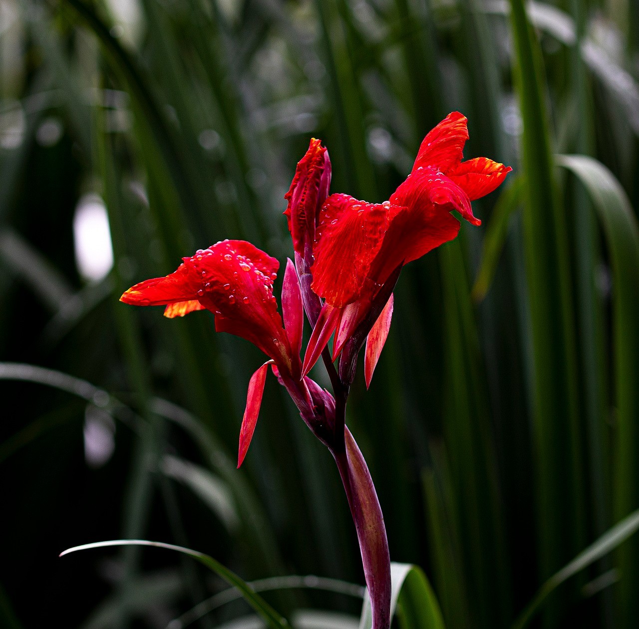 RED CANNA LILY INDICA SEEDS INDIAN SHOT Arrowroot Flowers Attracts Hummingbirds