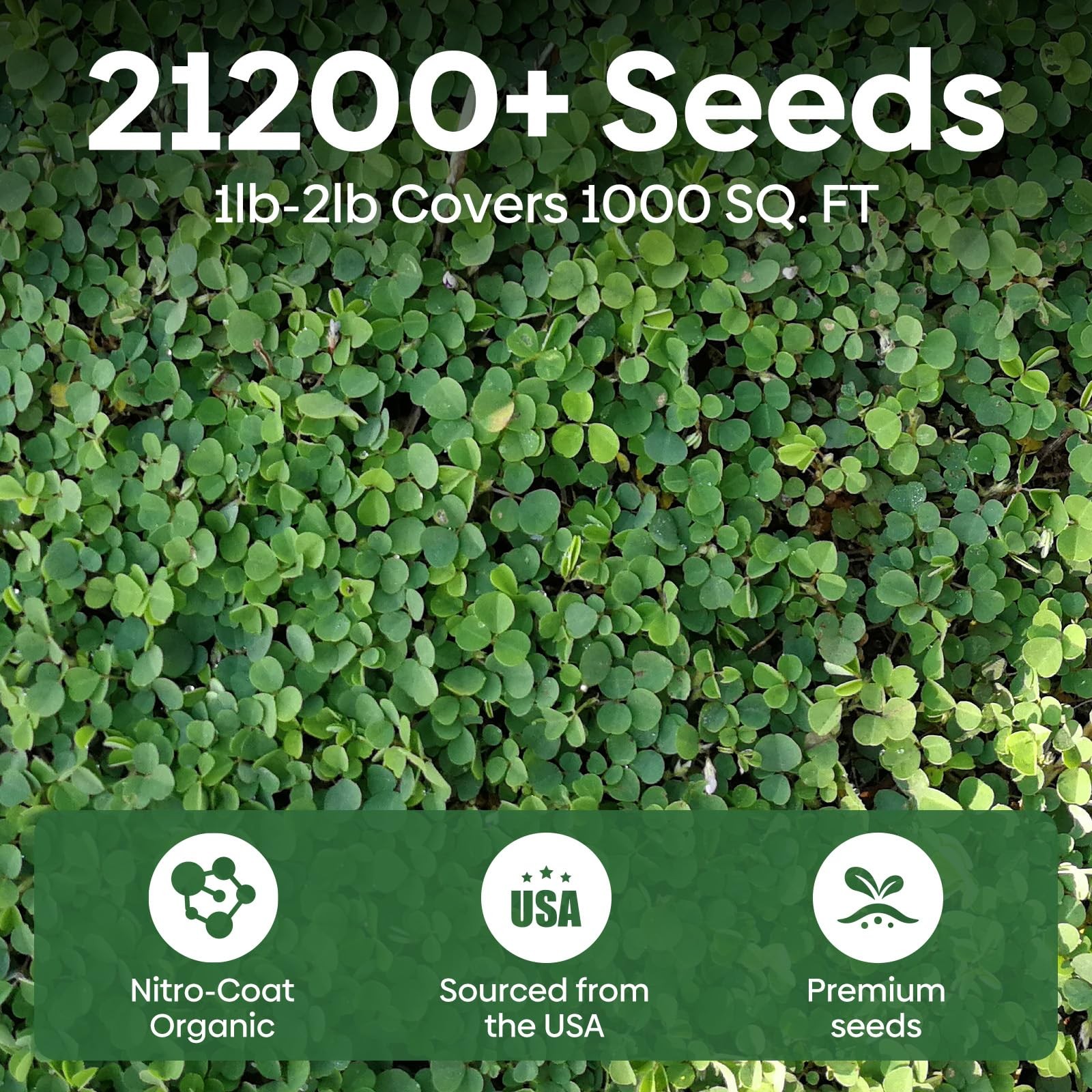Groundio Mini White Clover Seeds 1Lb 4-6 Inch Tall Perennial Dwarf Dutch Clover