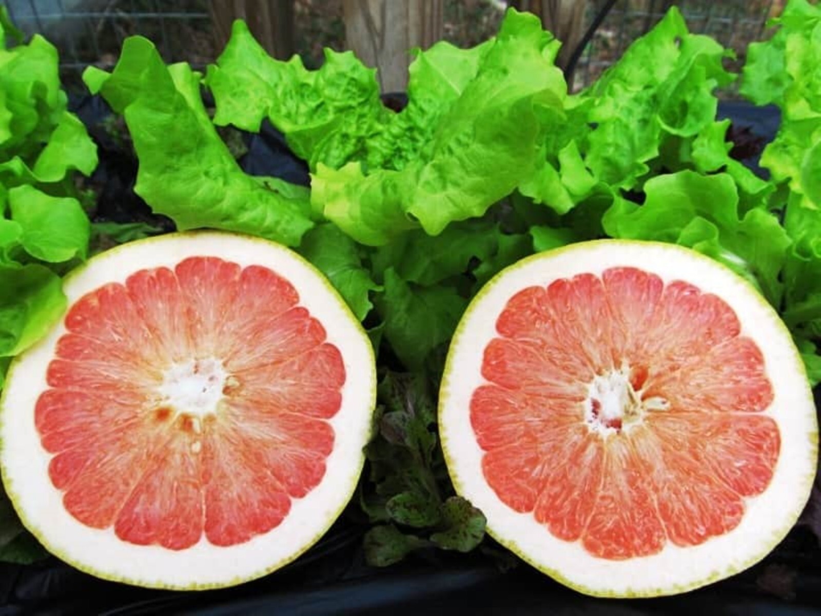 5 galllon. Florida only! Ruby Red Grapefruit Tree, 3-5 feet tall, grafted