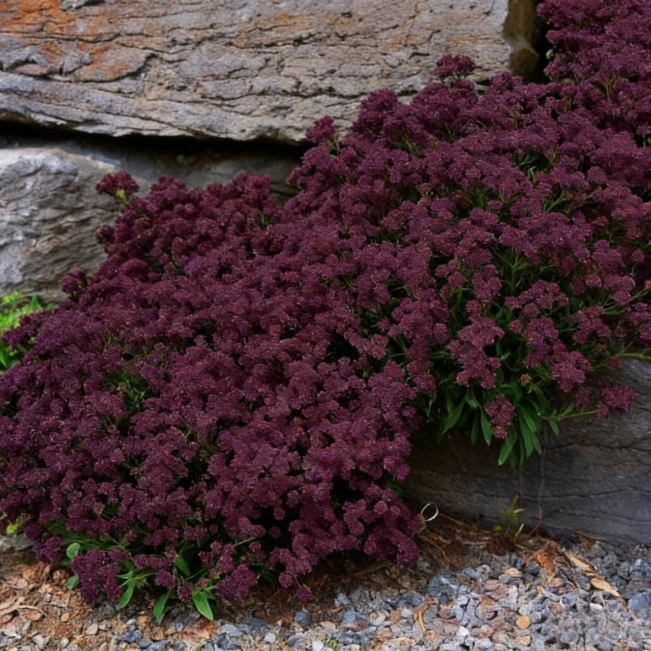 19,800+ Creeping Thyme Seeds for Planting – Non-Gmo Perennial Thymus Serpyllum G