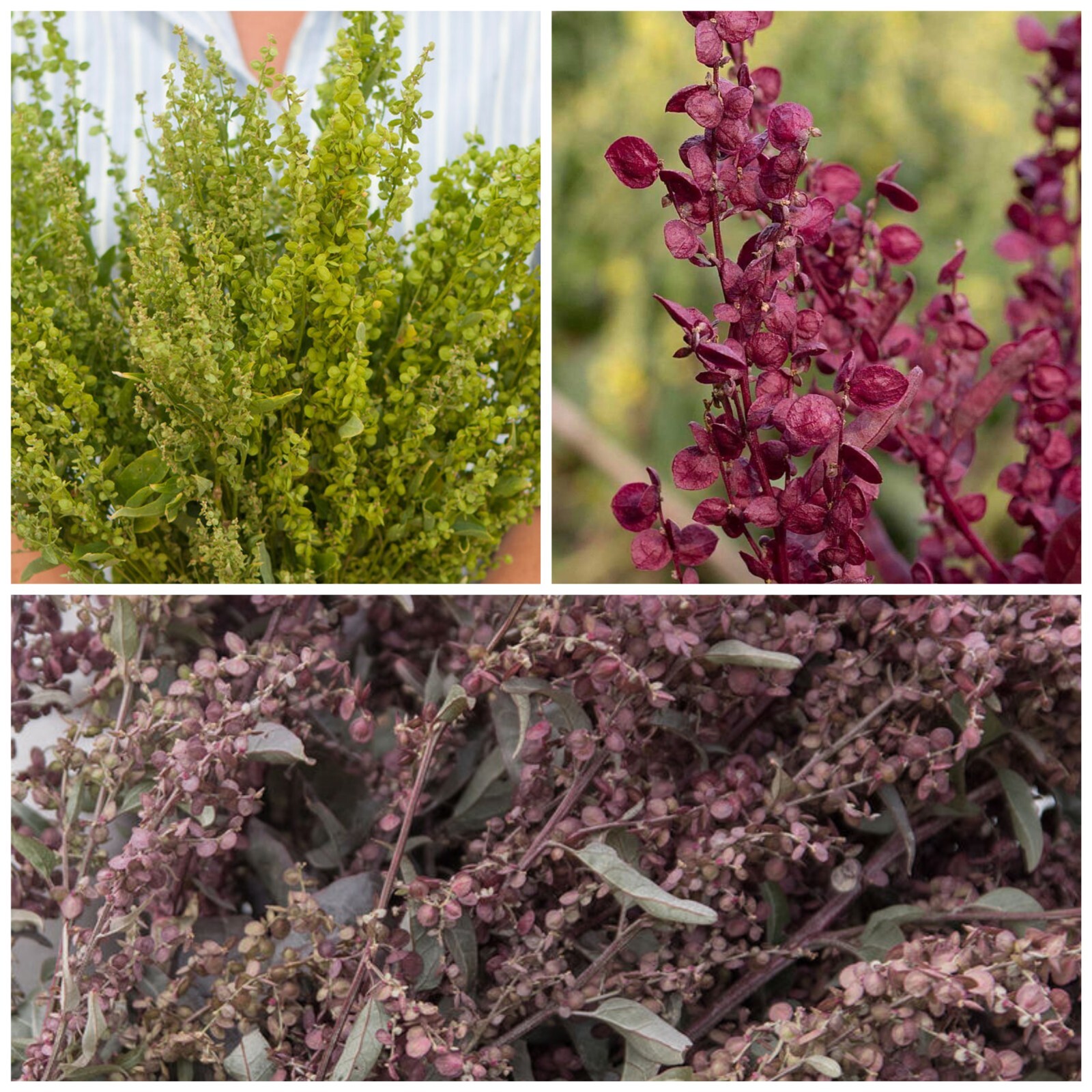 40 Orach Atriplex Plume Mix seeds