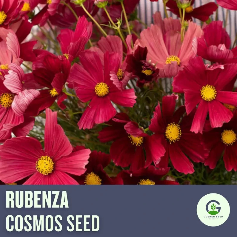 Cosmos Flower Seed Collection – 5 Vibrant Varieties, Heirloom, Pollinator-Friend