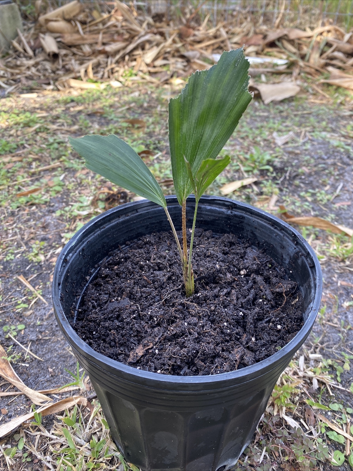 Arenga Engleri, Dwarf Sugar Palm, Formosa Palm, Cold Hardy Seedling 4-8″ Tall