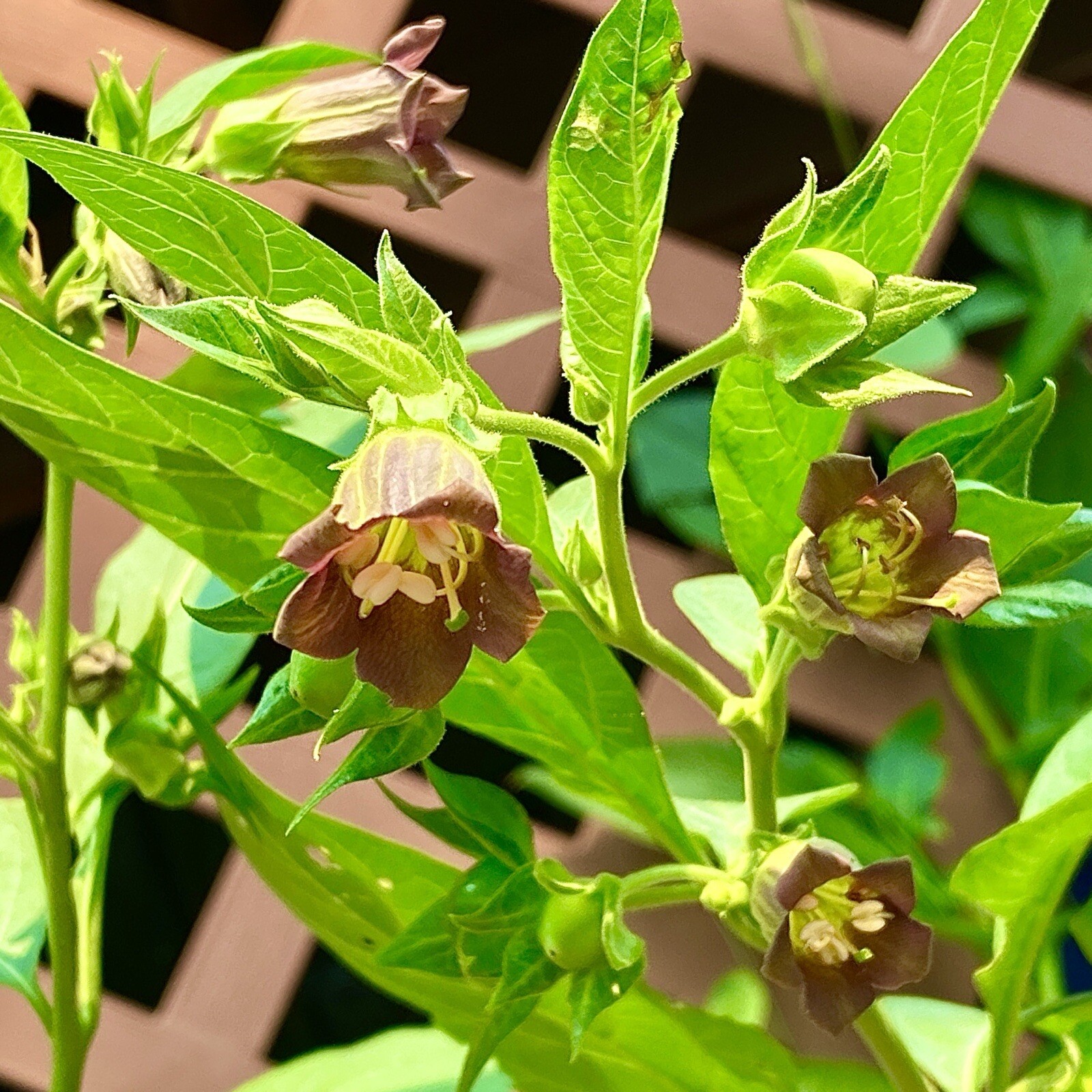 120 Belladonna Seeds Atropa Deadly Nightshade Organic Homegrown Wicca Magic
