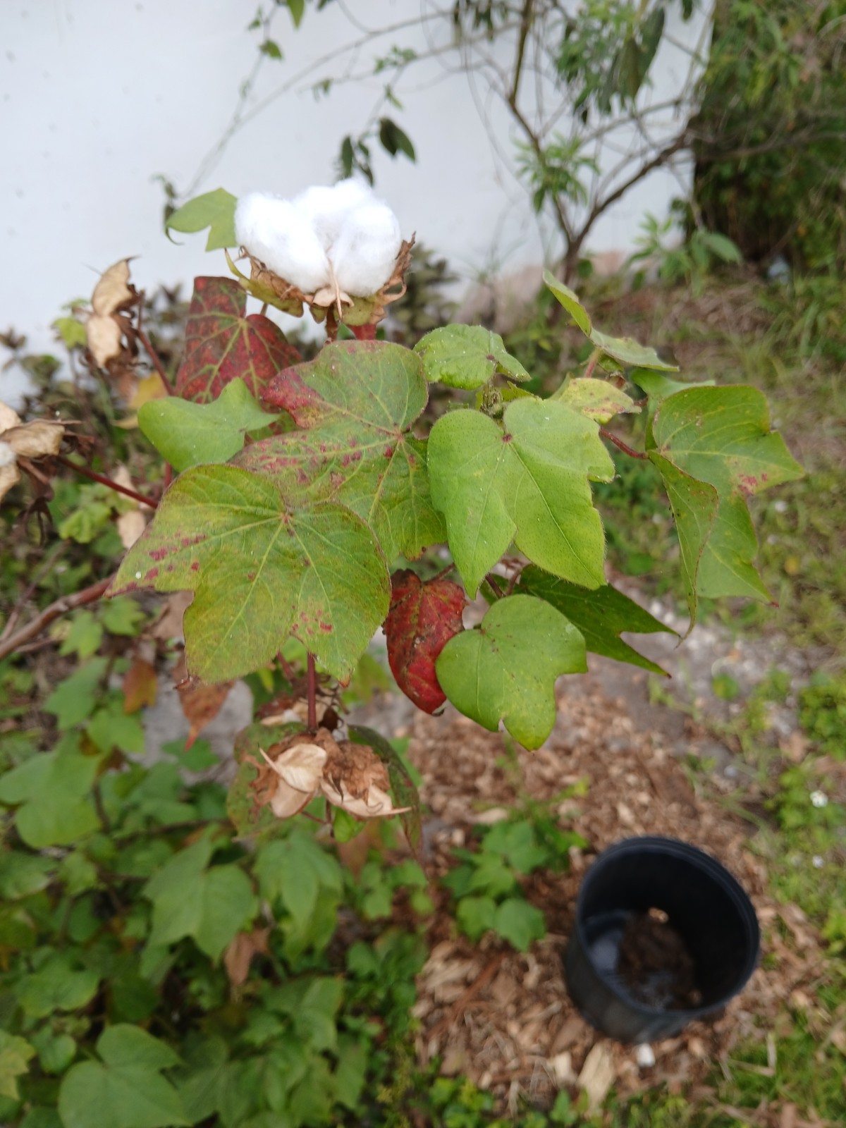 10+ Fresh Cotton Seeds FRESH February 2026 HARVEST