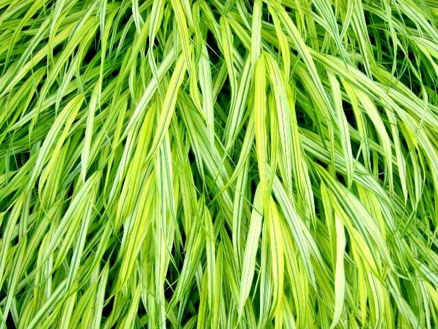 30 AUREOLA JAPANESE FOREST GRASS SEEDS – Hakonechloa macra ‘Aureola’