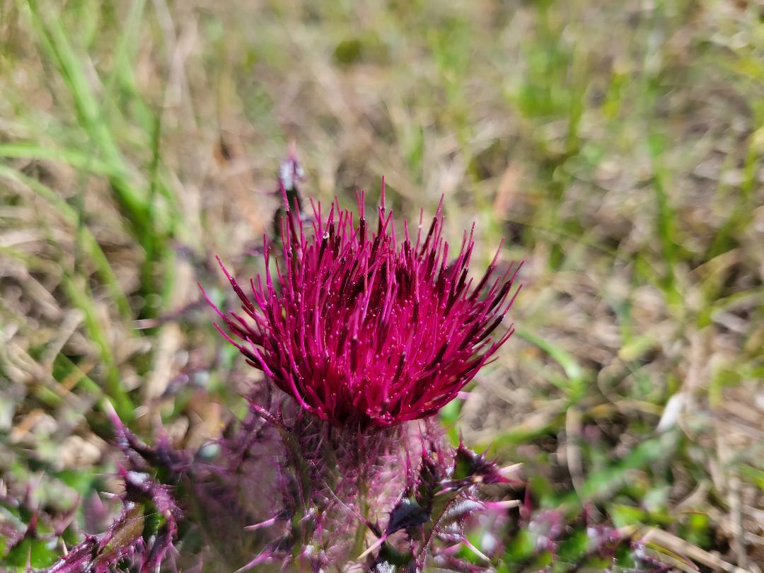 Purple & Yellow Thistle | 15+ Seeds | Cirsium Horridulum | Florida Native Flower