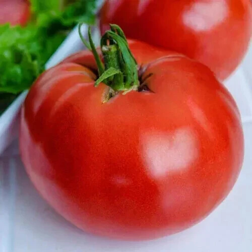 50+ MARGLOBE Tomato Seeds, Fresh, Ready for Planting. Free Shipping USA