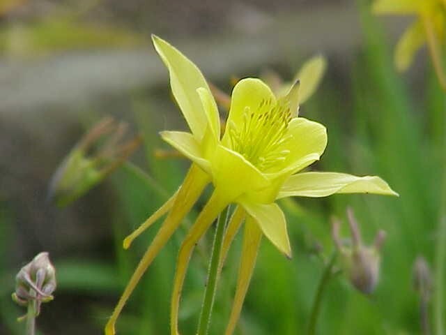 COLUMBINE MIX, 202+ SEEDS, ALL KINDS AND COLORS, AQUILEGIA, NICE SHADE FLOWERS