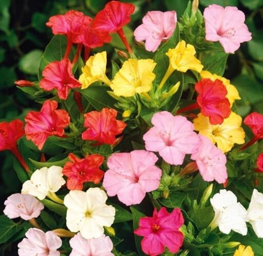 Yellow Mixed Four O Clock Seeds – 50 Heirloom Seeds for Planting Mirabilis