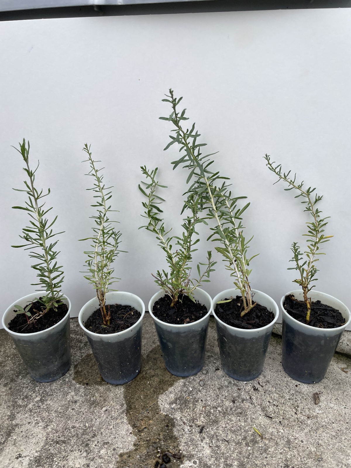 Black Goji Berry ~Lycium ruthenicum~ Himalayan Black Wolfberry Plant