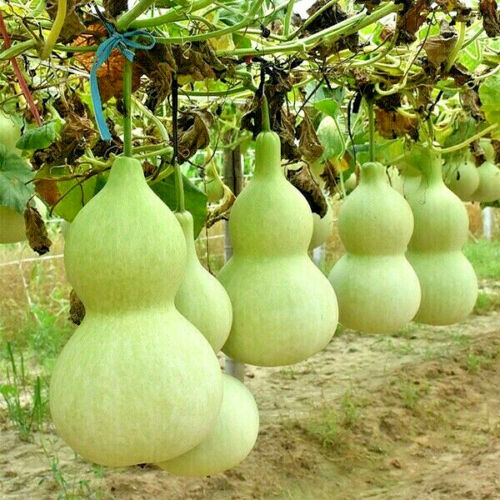 12 Birdhouse Gourd Seeds Garden Asian Bottle Calabash Chinese Buddha Squash 2021
