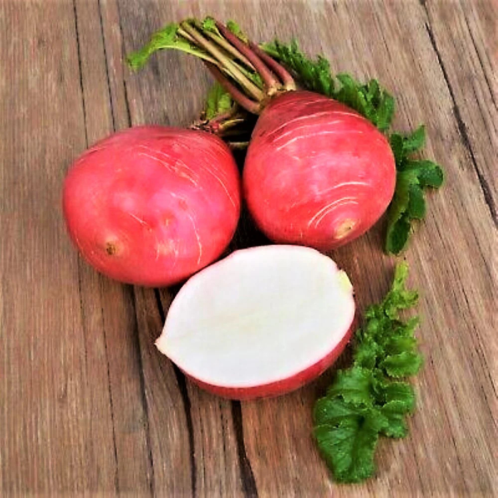 German Giant Radish Seeds | Red Globe Radishes Crimson Root Vegetable Seed 2024