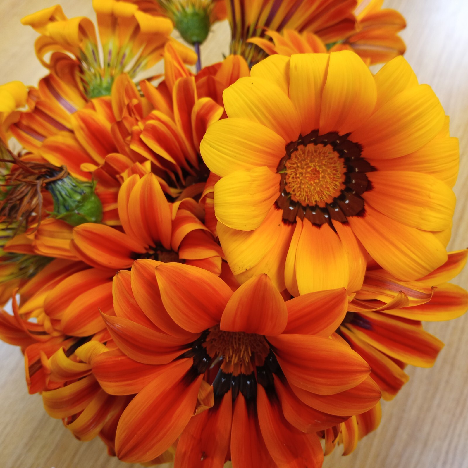 Gazania- Sunshine Mix-50 Seeds- BOGO 50% off SALE