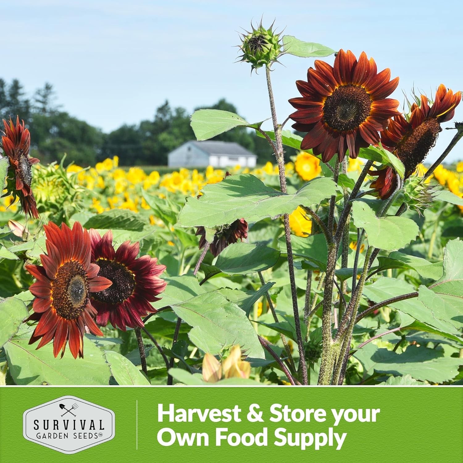 Chocolate Cherry Sunflower Seeds for Planting, Large Burgundy Black Blooms, 6-7