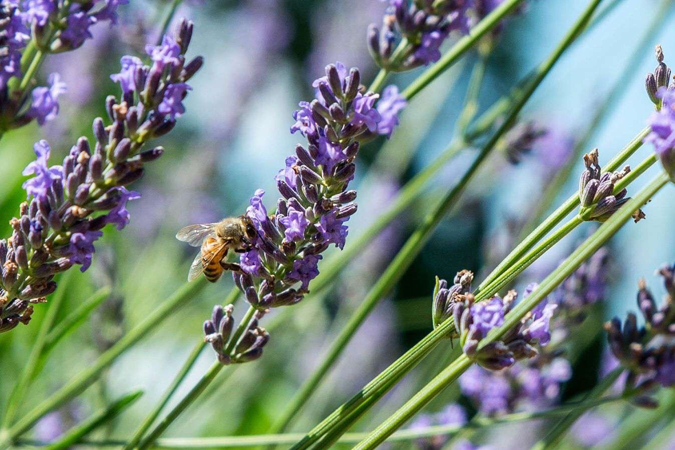English Lavender (Lavandula Angustifolia) SEEDS