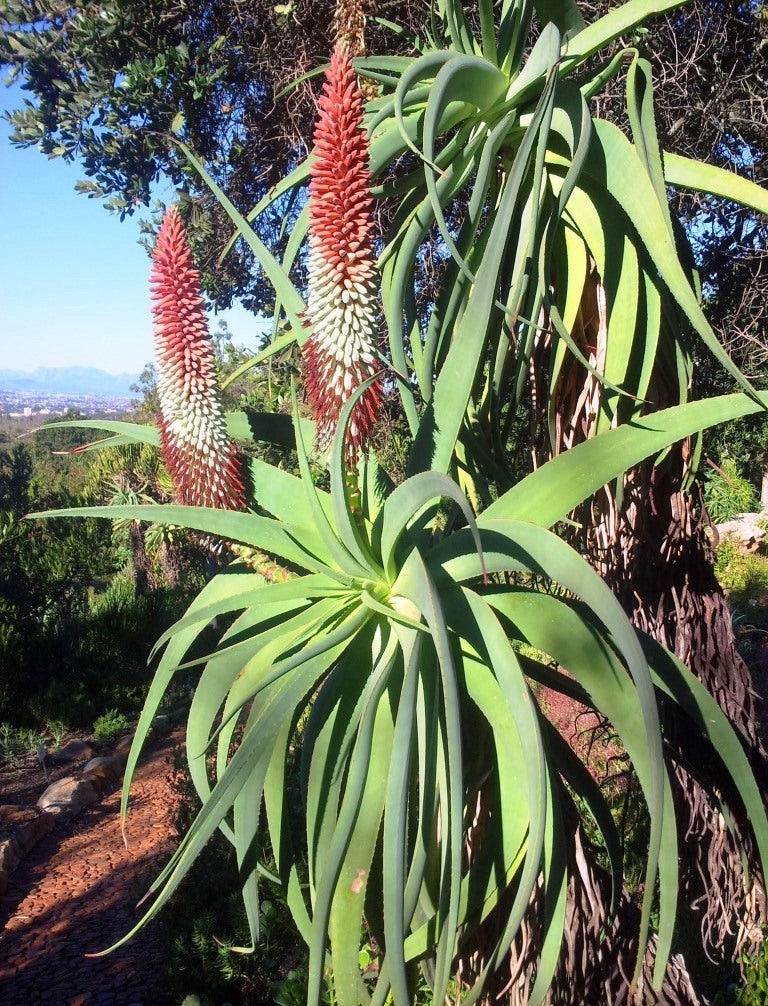 Aloe speciosa 25 Seeds – Tilt Head Aloe