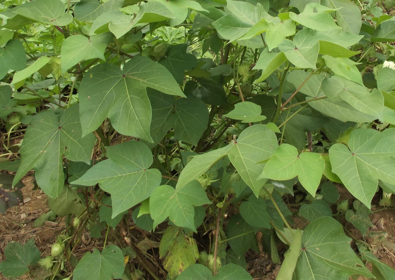 30 EGYPTIAN GREEN LINT Cotton Seed Extremely Rare Heirloom Ornamental