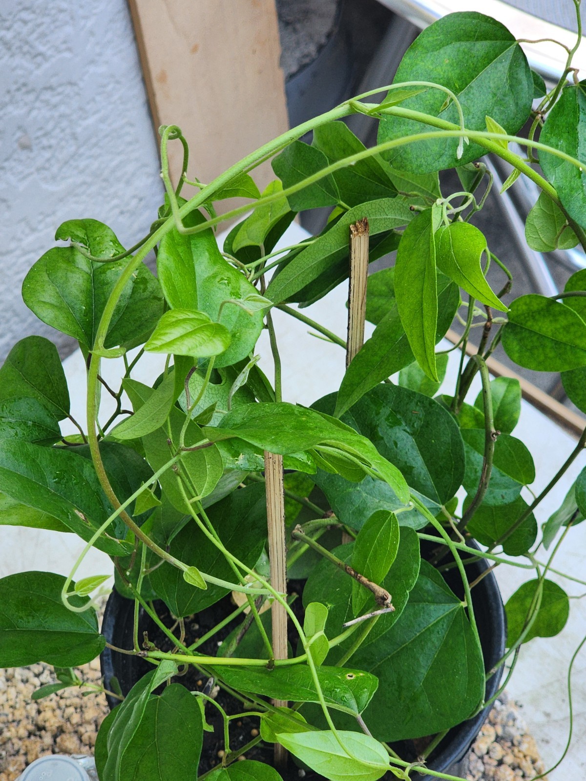 2 Green Grass Jelly Vines – Sương Sâm Plants 12”-17” in One Pot | Rare Tropical