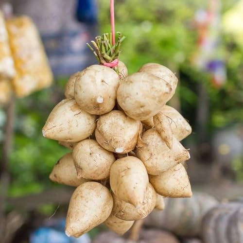 120+ Jicama Seed for Planting Drought Resistant Mexican Turnips in Your Home