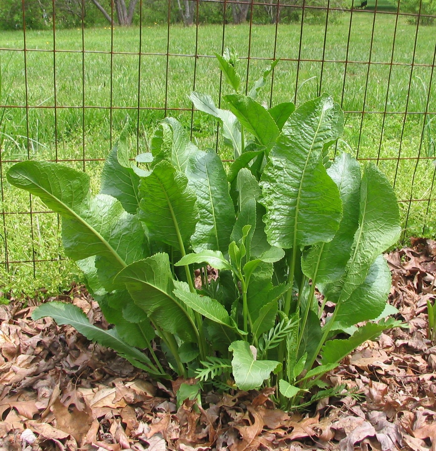 20 Horseradish Bare Roots – Armoracia rusticana