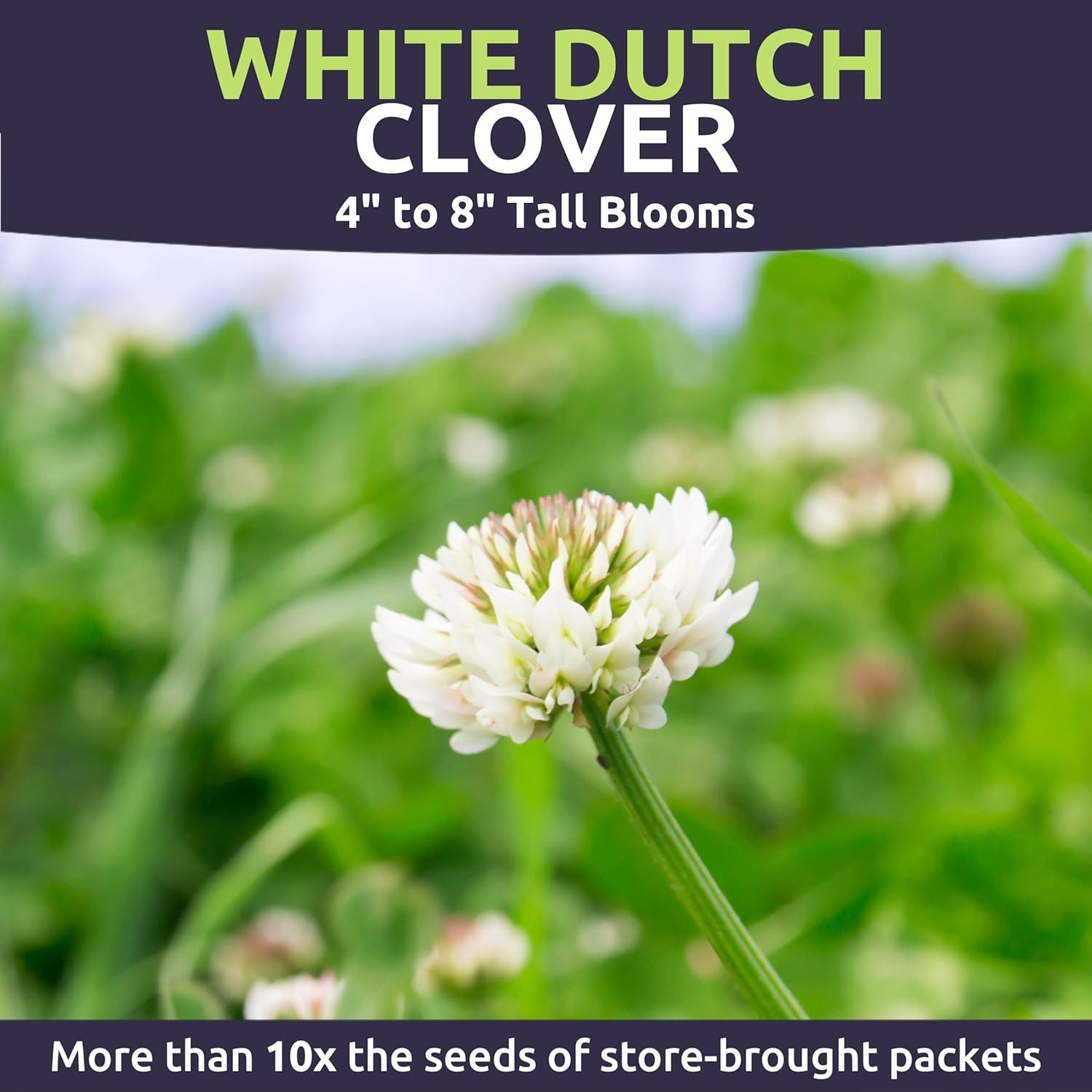 White Dutch Clover Seeds – Large 1 Ounce for Vibrant Gardens (40,000 Seeds)
