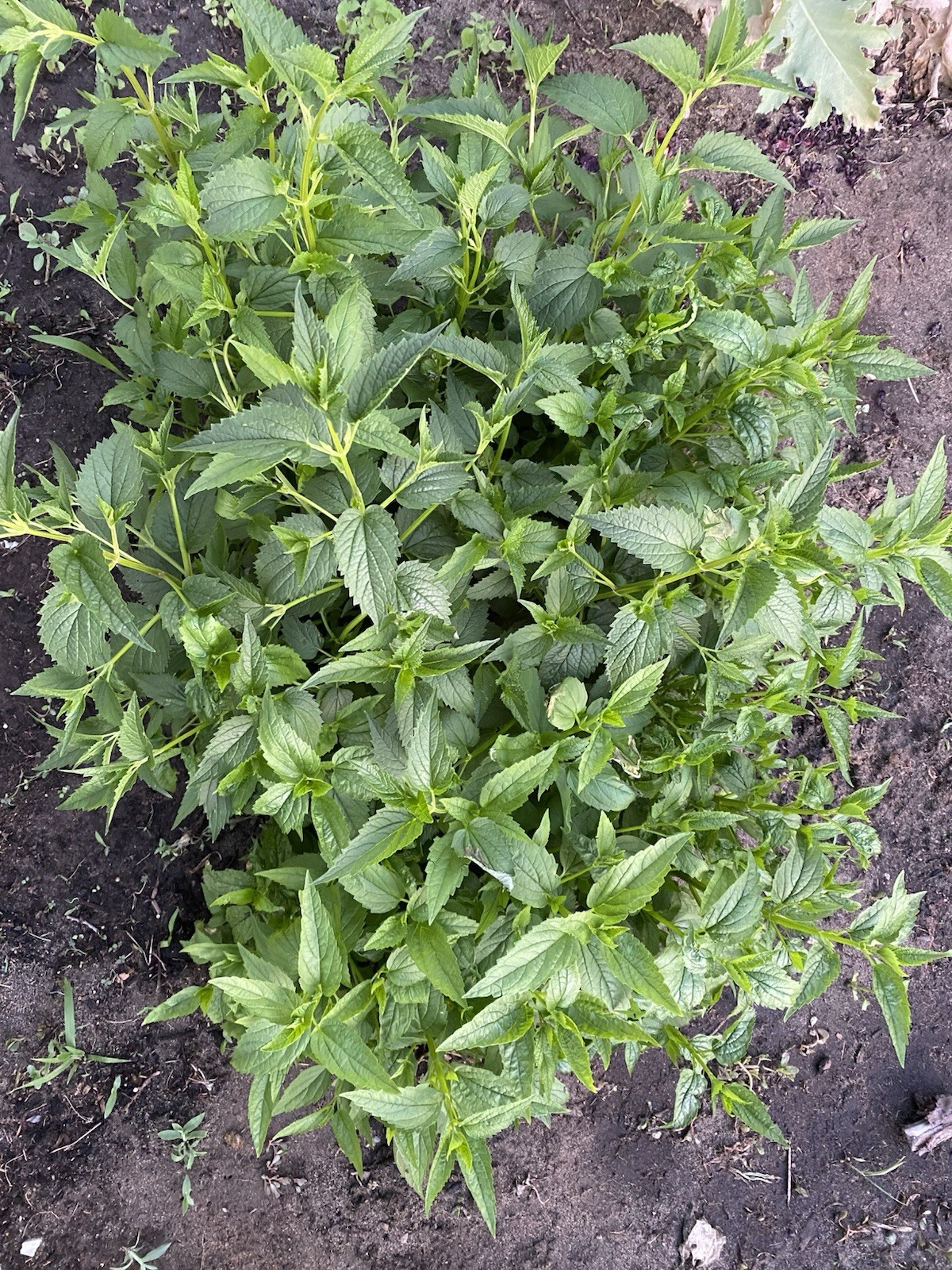 1000 MEDICINAL SKULLCAP HERB SEEDS (Scutellaria lateriflora) Mad Dog, USA Seller