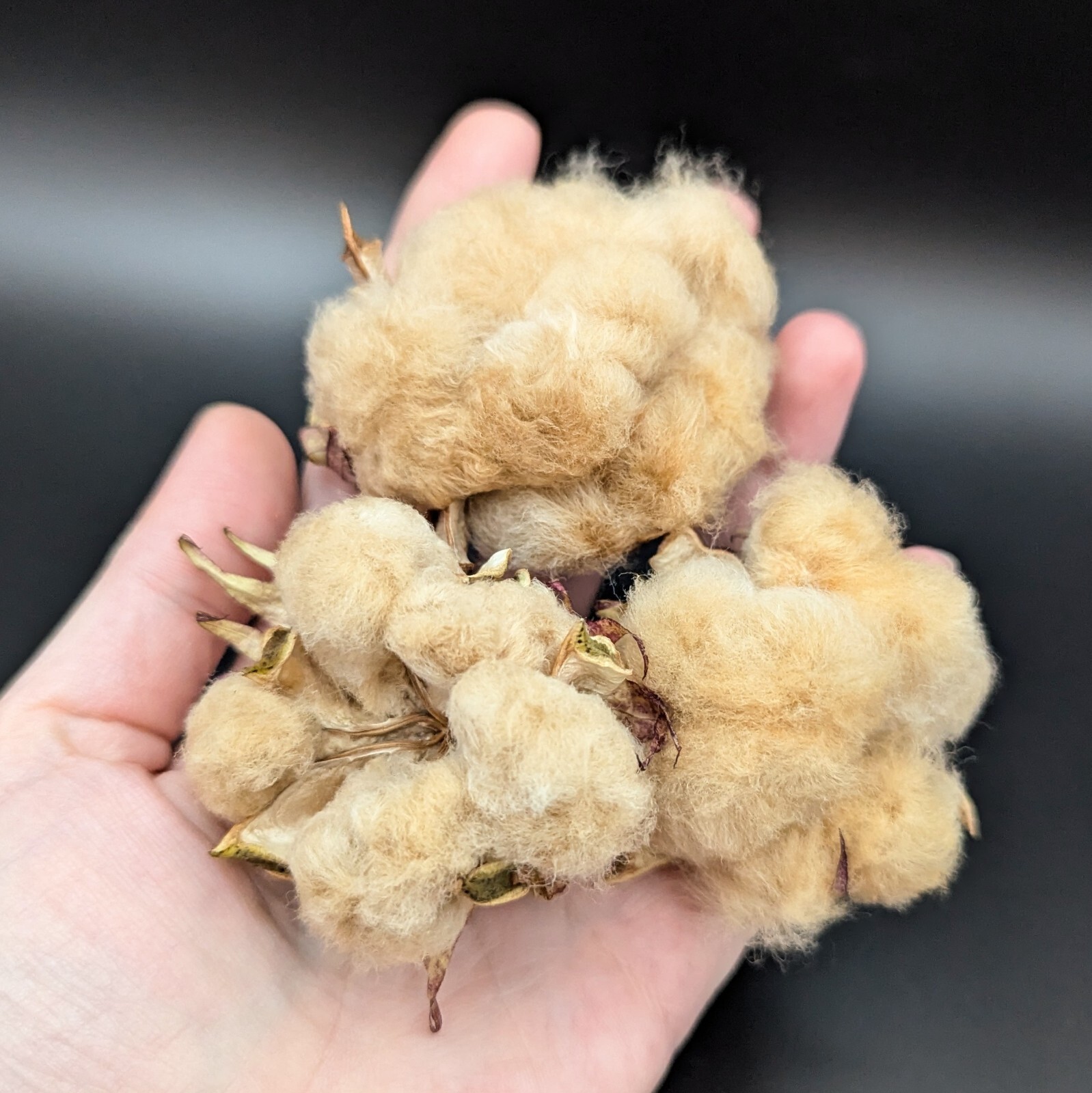 10 FRESH Brown Cotton Seeds, Gossypium hirsutum