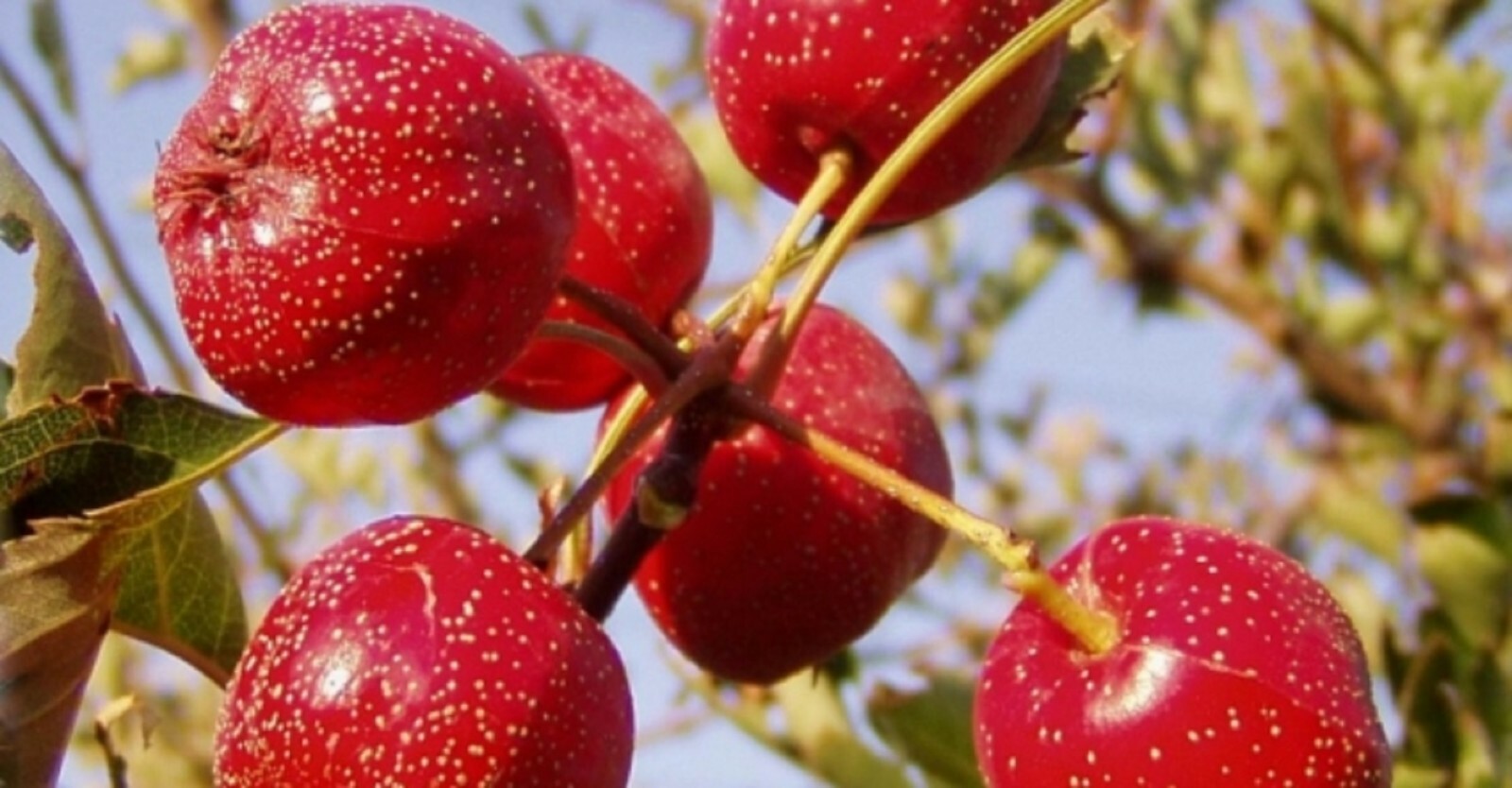 Hawthorn Seeds – Crataegus pinnatifida – Chinese Hawthorn Tree TCM Herb Fruit