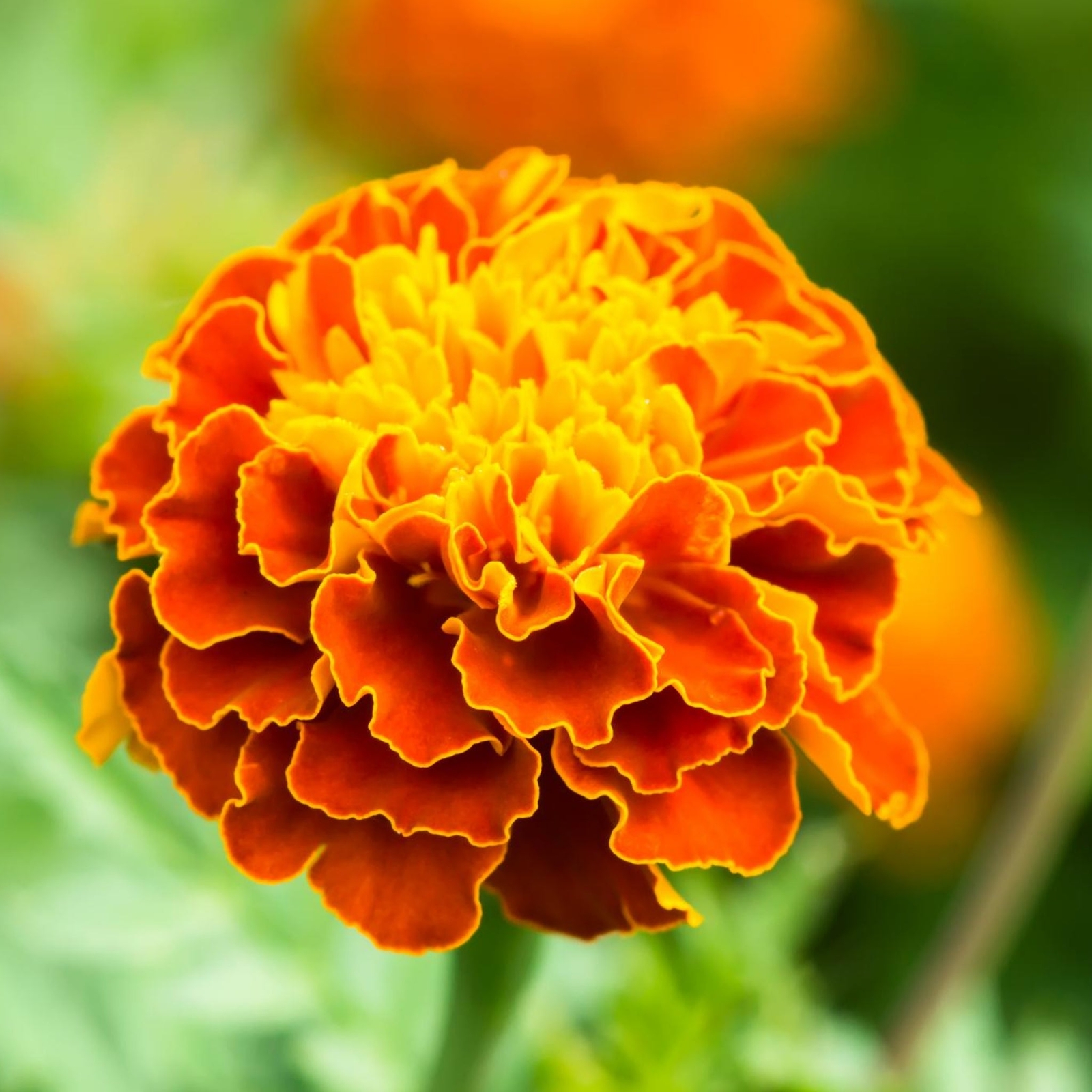 Marigold Sparky Mix Flowers – Seeds – Organic – Non Gmo – Heirloom Seeds
