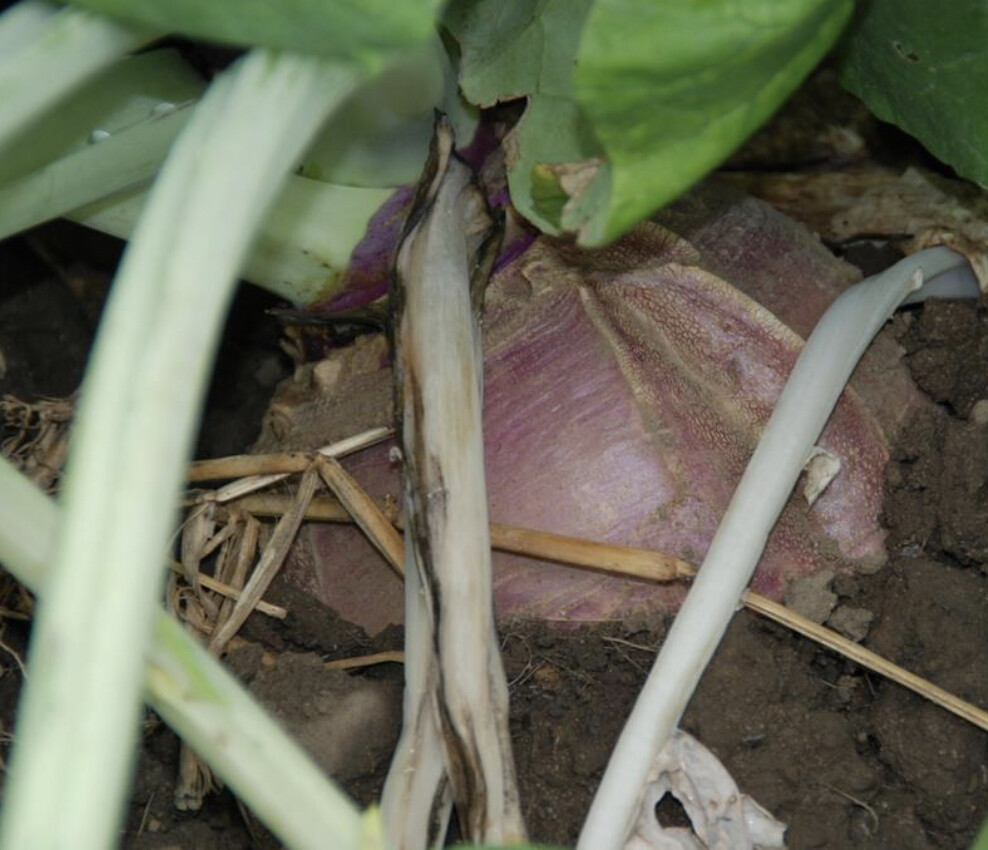 American Purple Top Rutabaga Seeds | Heirloom | Organic | Rare