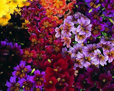 Salpiglossis Bolero Mix 1,000 seeds