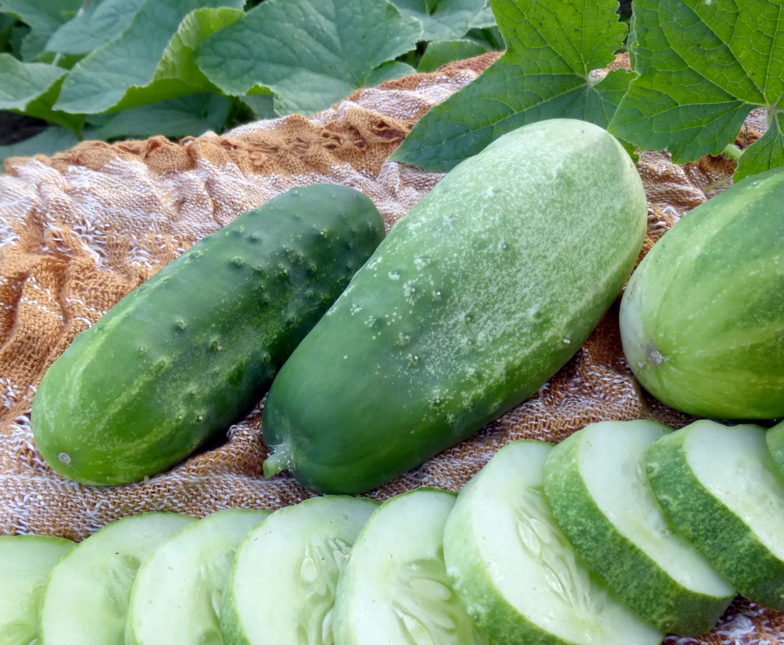 31+Homemade Pickles CUCUMBER Seeds Organic Summer Vegetable Garden Container