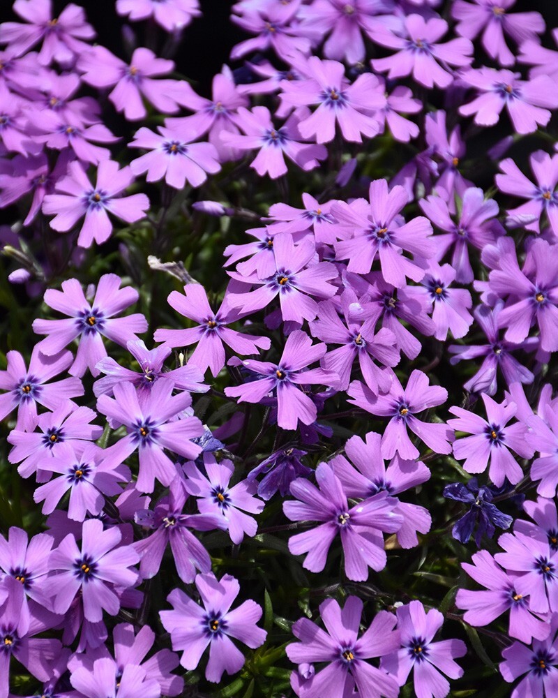 100+ Purple Beauty Moss Phlox Seeds for Garden Planting – USA – FREE SHIPPING!