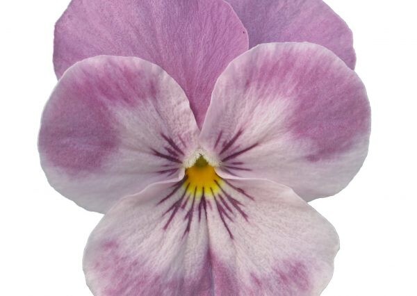 NEW! 30+ VIOLA PINK SURPRISE / ADMIRE / PERENNIAL / DISEASE RESISTANT