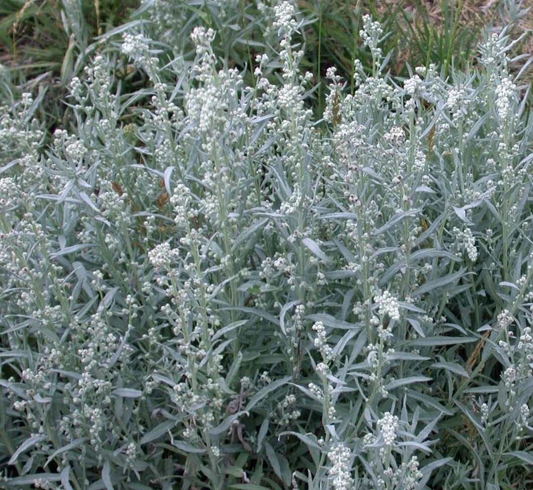 Prairie Sage Seeds for Planting (50 Seeds) – Artemisia ludoviciana