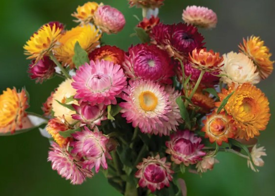 Strawflower Choice Mix: 100 seeds