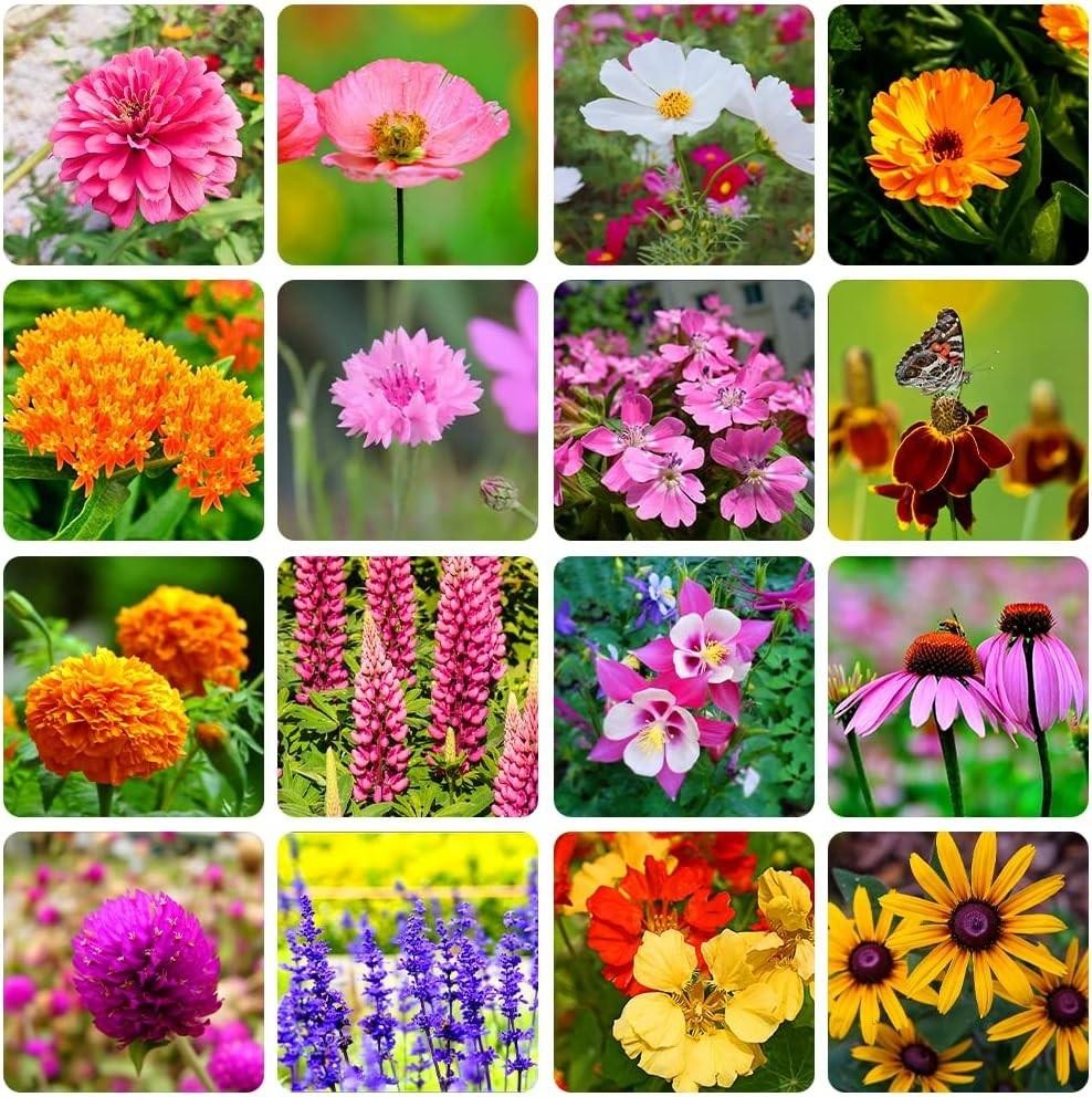 10000+ Perennial Mix Wildflower Seeds 16 Assorted of Heirloom Flower -1oz