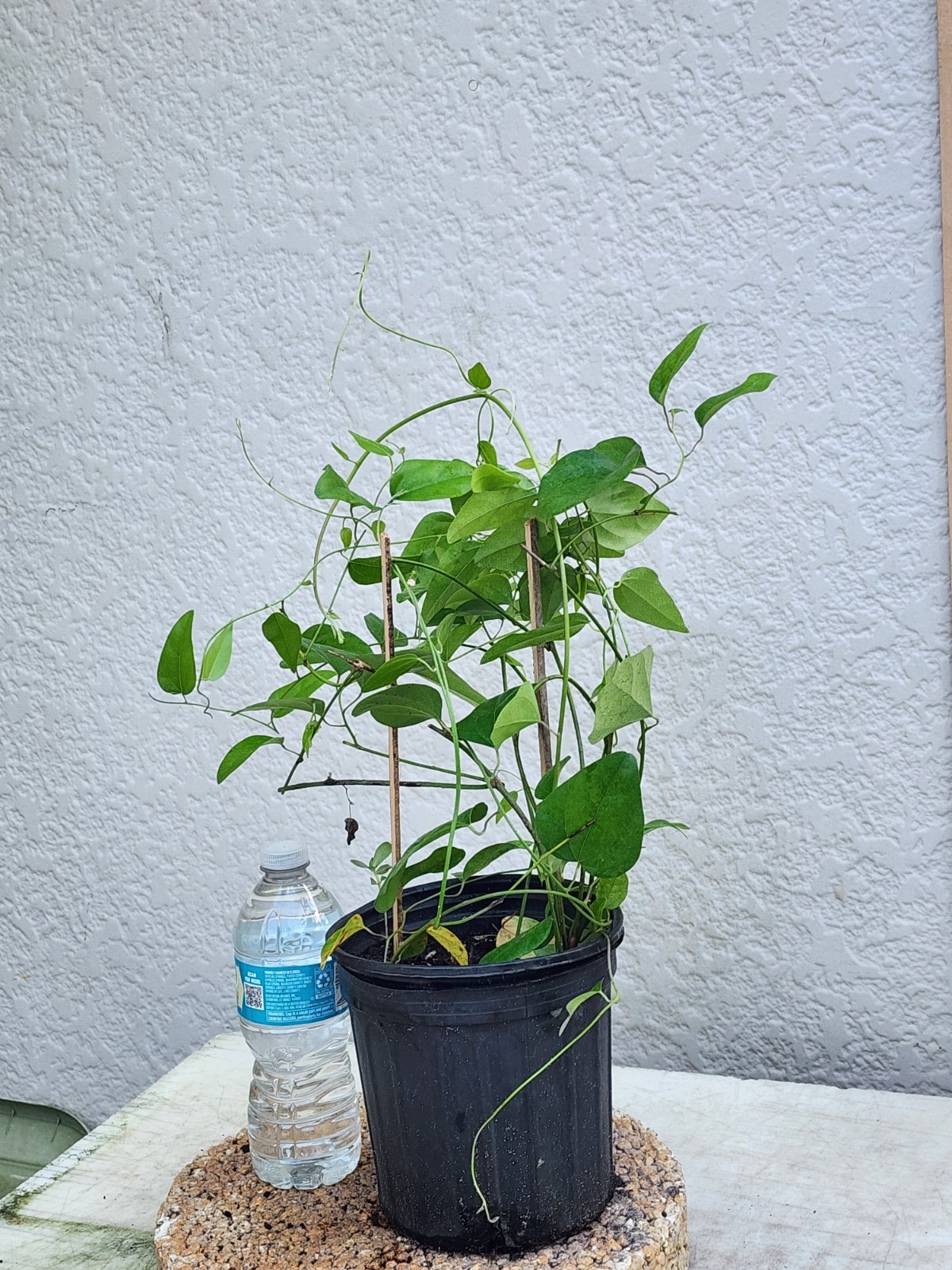 2 Green Grass Jelly Vines – Sương Sâm Plants 12”-17” in One Pot | Rare Tropical