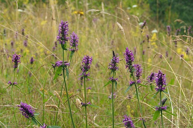 Stachys officinalis | Wood Betony | 10 Seeds
