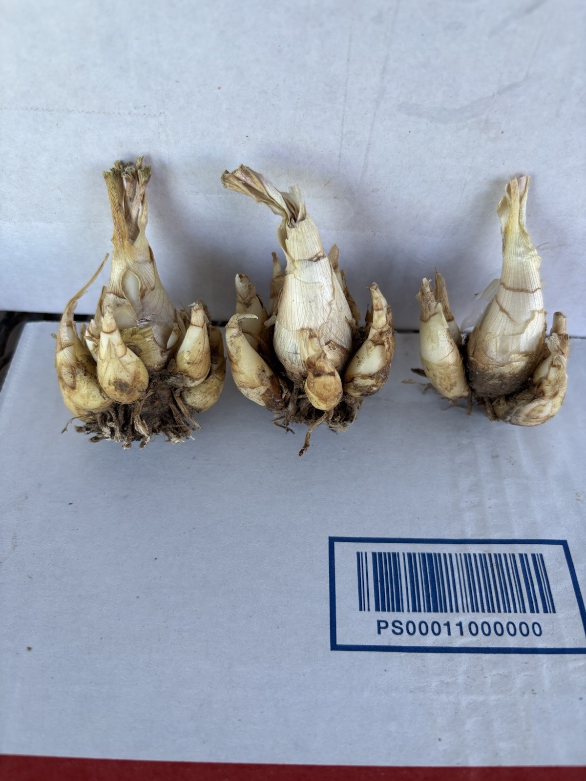 2 Tuberose Fragrance Double Pearl 2 Clump,Bulbs 5+Sz M/L sprouted Ready To Plant