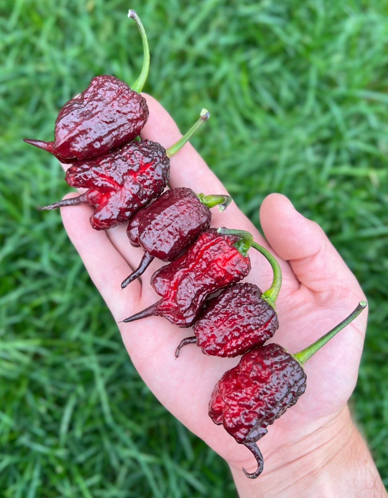 Purple Gator Jigsaw Superhot Pepper Seeds – Non-GMO Organic Superhot Pepper