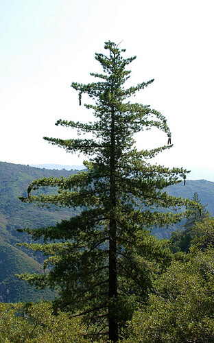Sugar Pine, (King of Pines), Pinus lambertiana, Tree Seeds (Fragrant Evergreen)