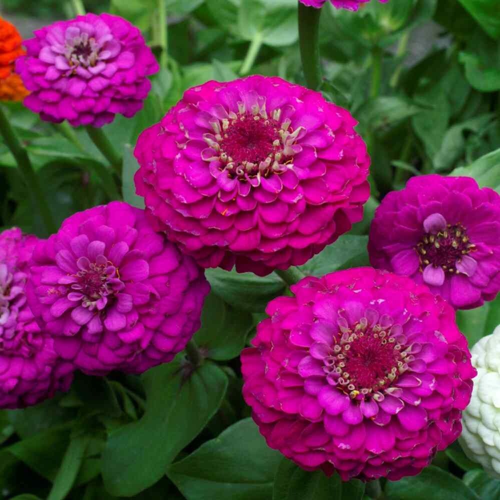 100+ Lilliput Purple Zinnia Seeds for Garden Planting – USA – FREE SHIPPING!