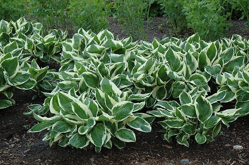 1 – MINUTEMAN Hosta Bare Root Plant – Heat Tolerant Perennial – SPRING SHIPPING